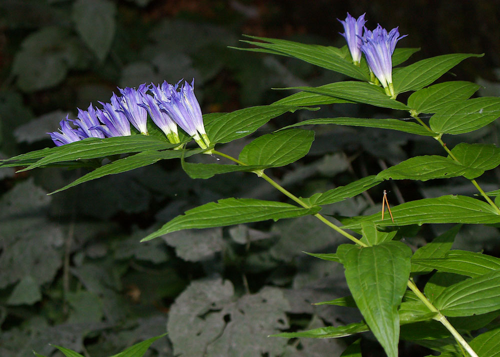 Gentiana asclepiadea / Asclepiade